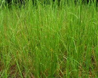 andropogon virginicus 2.jpg